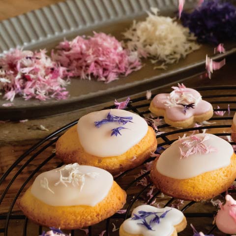 新商品情報：2025.10.08発売　製菓用品・ギフトボックス