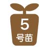 5号苗