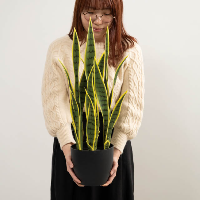 インテリアフェイクグリーン-3/サンセベリア W310×D310×H690