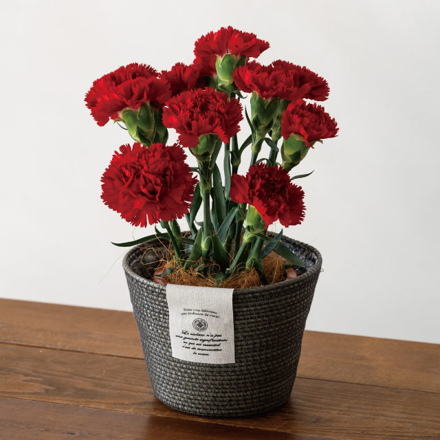 カンパーニュPPラウンドバスケット-M/グレー【3月中旬発売予定】 直径175(120)×H120