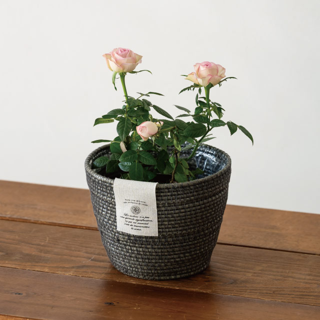 カンパーニュPPラウンドバスケット-S/グレー【3月中旬発売予定】 直径140(95)×H100