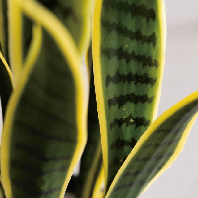 インテリアフェイクグリーン-3/サンセベリア W310×D310×H690