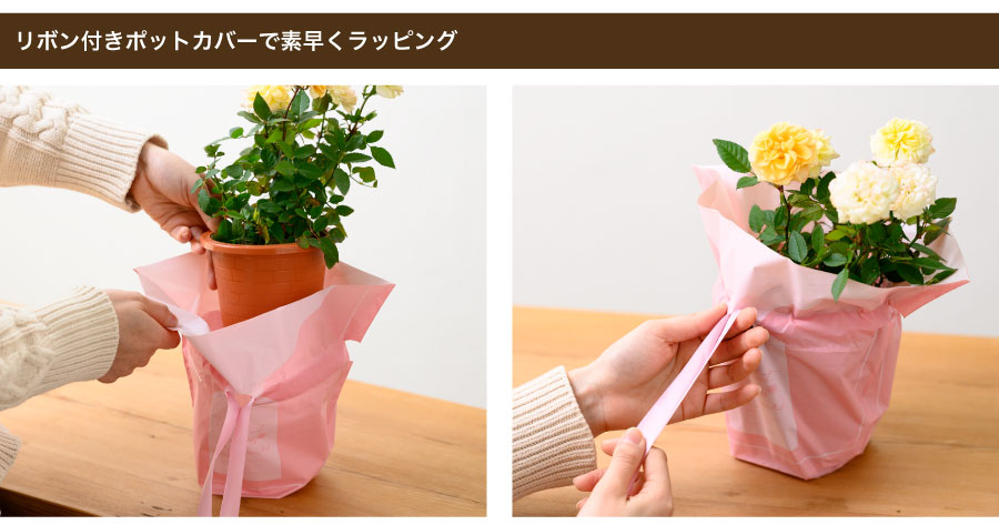 リボンが通してあるポットカバーだから取り付け楽々！普段鉢をラッピングしない初心者の方でも絞ってリボンを結ぶだけで完成するので、忙しい時期の臨時のアルバイトさんでも安心です。