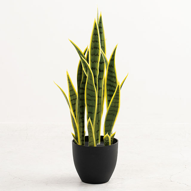 インテリアフェイクグリーン-3/サンセベリア
