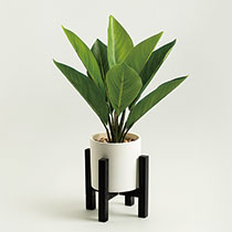 インテリアフェイクグリーン-1／ストレチア