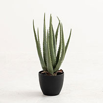 インテリアフェイクグリーン-2／アロエ