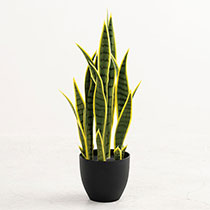 インテリアフェイクグリーン-3／サンセベリア