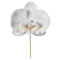 胡蝶蘭フルリール-S/ホワイト-1