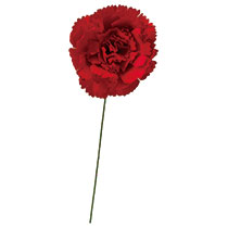 母の日ペーパーフルリール-1／レッド