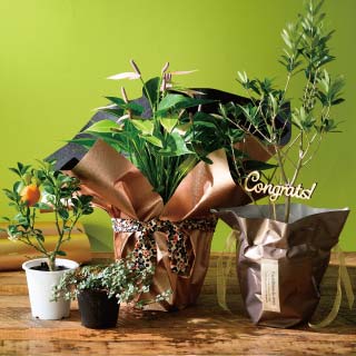 観葉植物や花鉢をギフトに!おすすめラッピングアイテム!