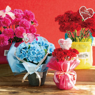 母の日特集花屋向け【おすすめ鉢・苗アイテム】