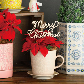 クリスマスアレンジやポインセチアに!おすすめアイテムご紹介