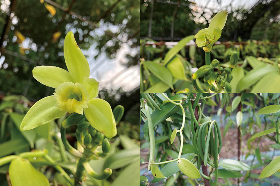 奄美大島バニラの花