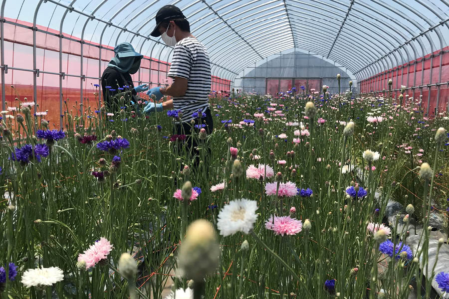 エディブルフラワー生産者の87farm様ハウス内での栽培