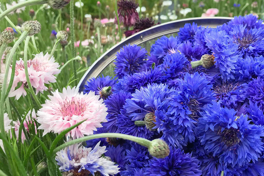 エディブルフラワー生産者の87farm様で咲いた花