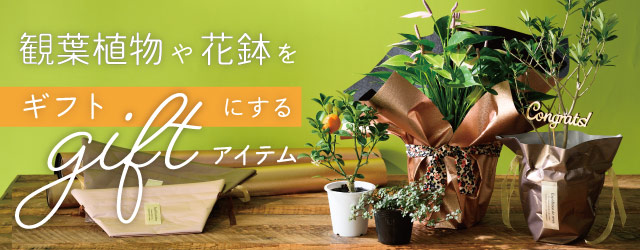 観葉植物や花鉢をギフトに！おすすめラッピングアイテム！