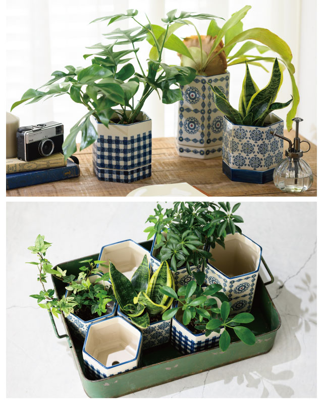 観葉植物/植木鉢・鉢カバー特集｜ギフト、ラッピング用品、包装