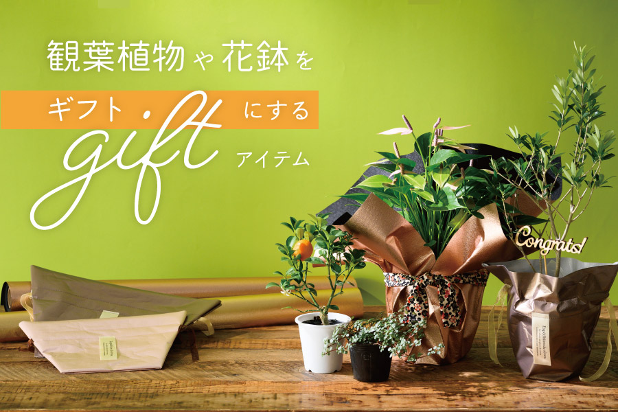 観葉植物や花鉢をギフトにするアイテム