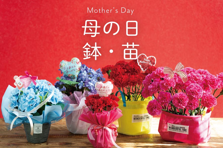 母の日おすすめ苗・鉢アイテム