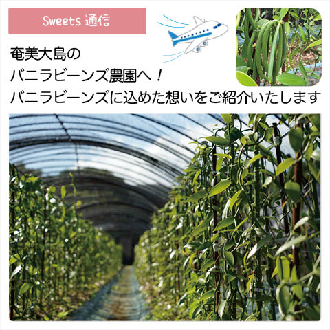 バニラビーンズのこと vol.1